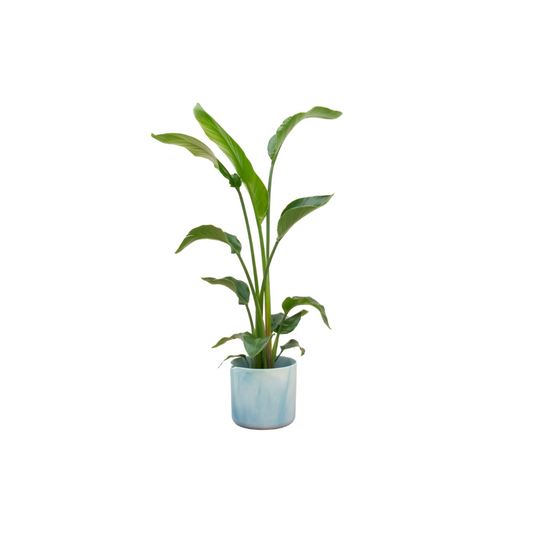 Combi deal - Strelitzia nicolai inklusive elho Ocean Round Atlantikblau Ø22 – 100 cm