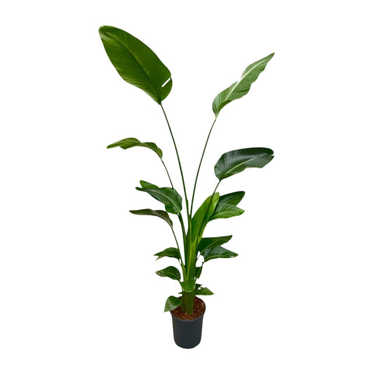 Strelitzia nicolai – 170 cm – Ø24