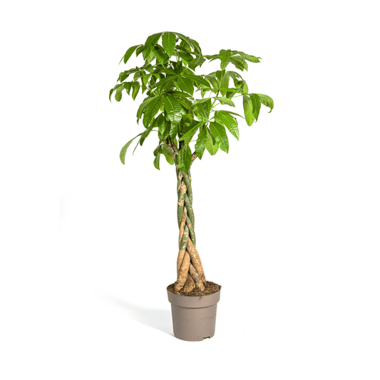 Pachira Aquatica Ø30cm - ↕160 - 180cm - Botanic-Vibes