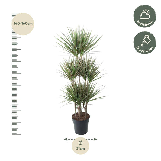 Dracaena bicolor carrousel – 150 cm – ø31 - Botanic-Vibes