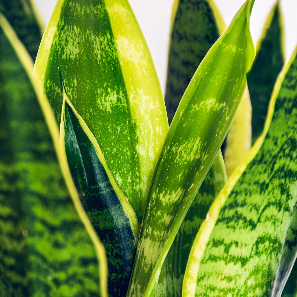 Zimmerpflanzen, Sansevieria Laurentii, Schwiegermutterzunge, Pflegeleicht, mit Korb, Grün, Gelb, 1 Pflanze, Topf 17 cm, 60-70 cm