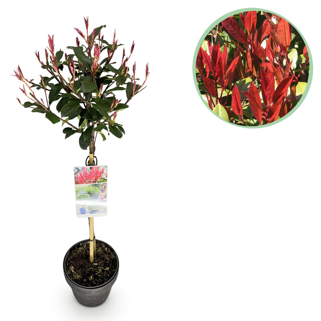 Pflanze auf Stamm, Photinia fraseri Carre Rouge, Terrassenpflanze, Immergrün, Winterhart, Grün-Rotes Blatt, Topf 19 cm 90 cm