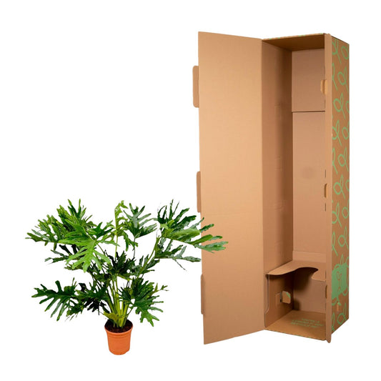 Philodendron selloum – 100 cm – Ø27