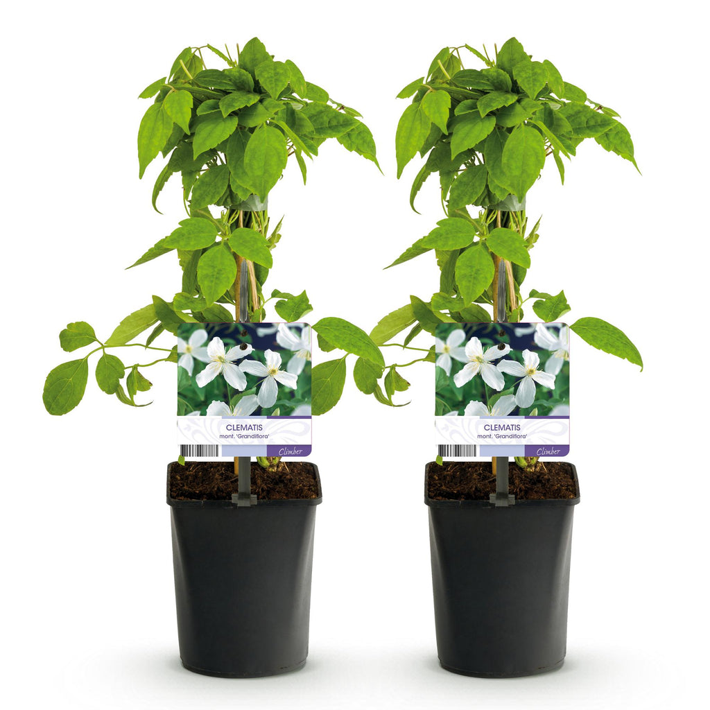 Kletterpflanze, Clematis montana Grandiflora, Blüte Weiß, Frühblühend, Pflegeleicht, 2 Pflanzen, Topf 11 cm 40 cm