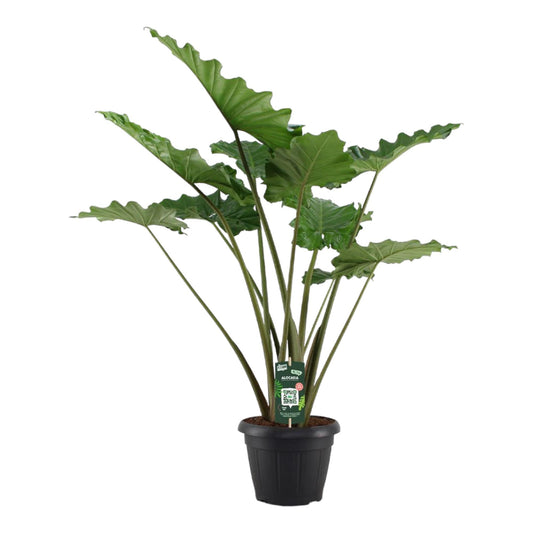 Alocasia Portodora – 140 cm – Ø34