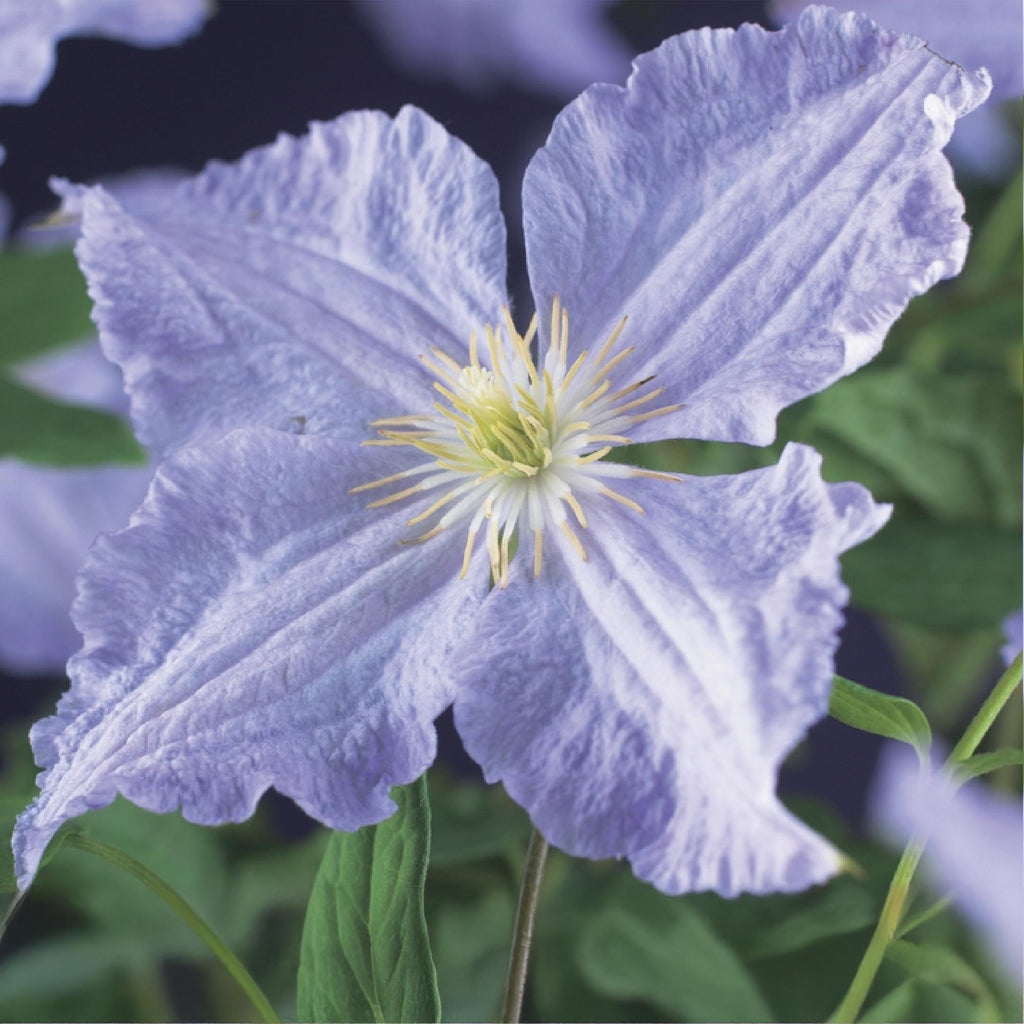Kletterpflanze, Clematis Blau Angel, Blüte Licht Blau, Wenig Pflege, 2 Pflanzen, Topf 11 cm 40 cm