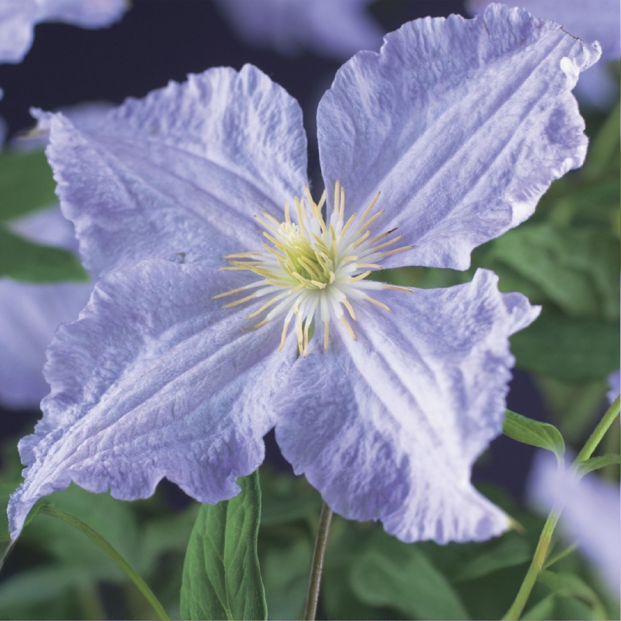 Kletterpflanze, Clematis Blau Angel, Blüte Licht Blau, Wenig Pflege, 2 Pflanzen, Topf 11 cm 40 cm