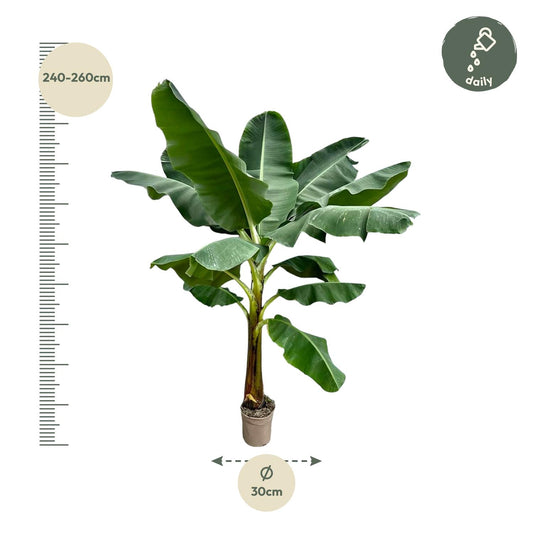 Bananenpflanze (Musa) – 250 cm – ø30