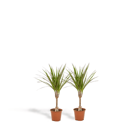 2× Dracaena – 60 cm – Ø14 - Botanic-Vibes