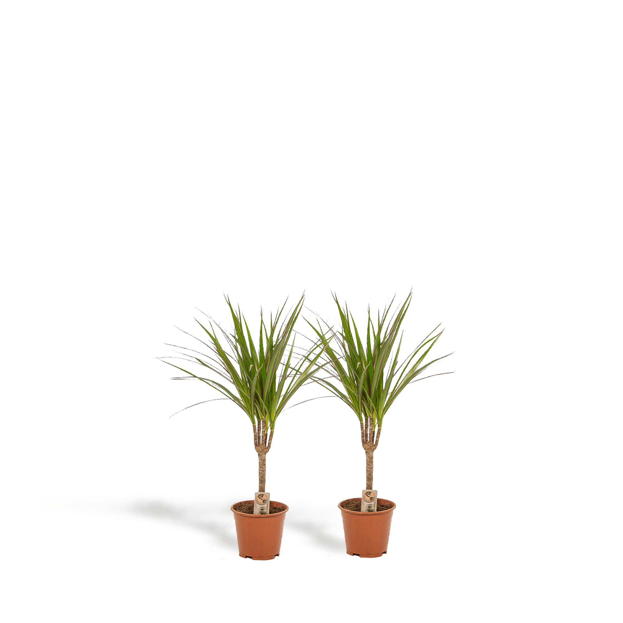 2× Dracaena – 60 cm – Ø14 - Botanic-Vibes