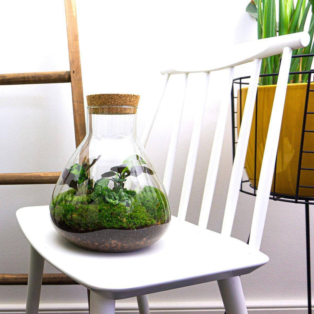 DIY-Terrarium „Sammie“ – 27 cm - Botanic-Vibes