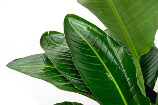 Strelitzia nicolai de luxe XXL – 250cm – Ø40