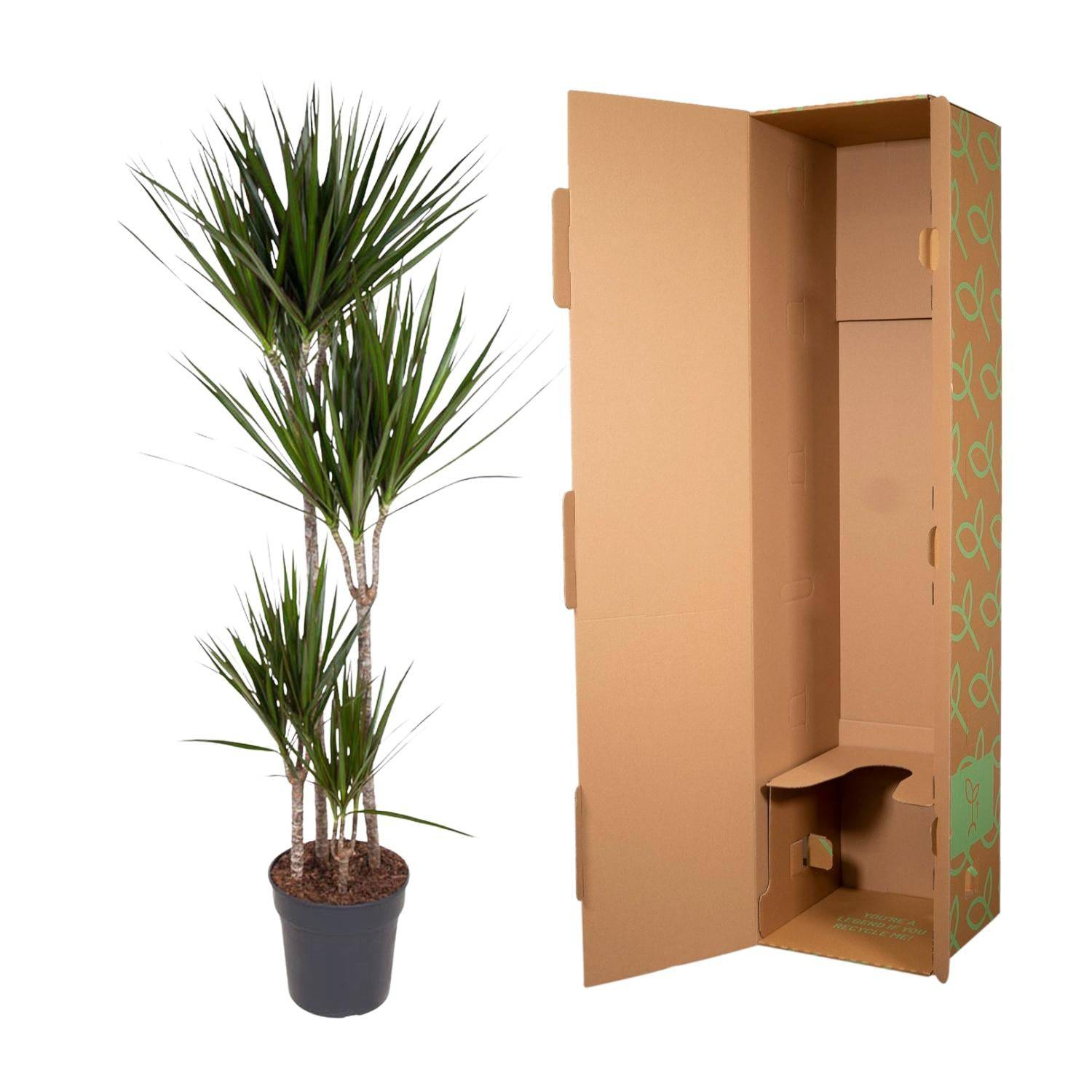 Dracaena Marginata – 180 cm – Ø27 - Botanic-Vibes