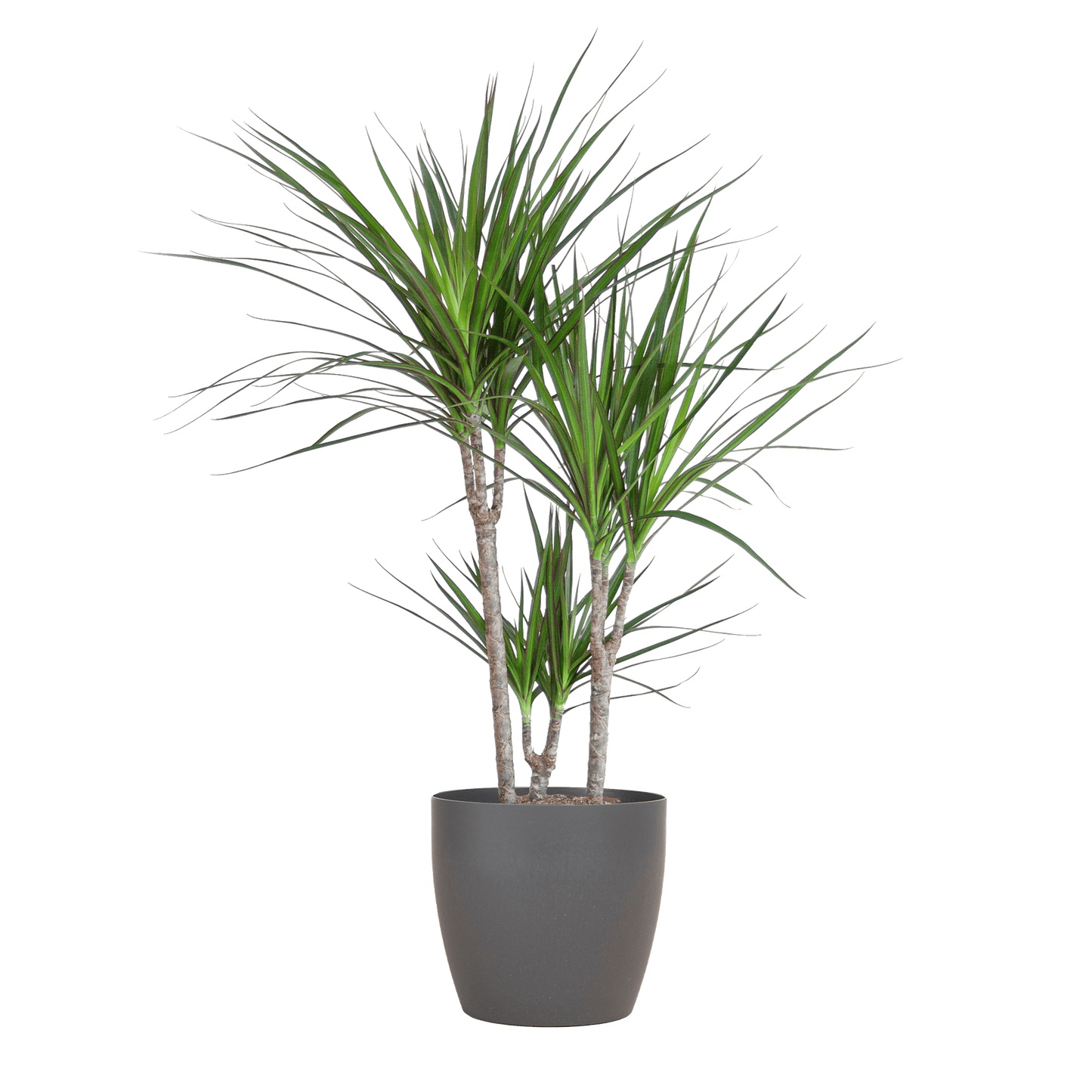Dracaena Marginata mit Viber-Topf grau – 95 cm – Ø21 - Botanic-Vibes