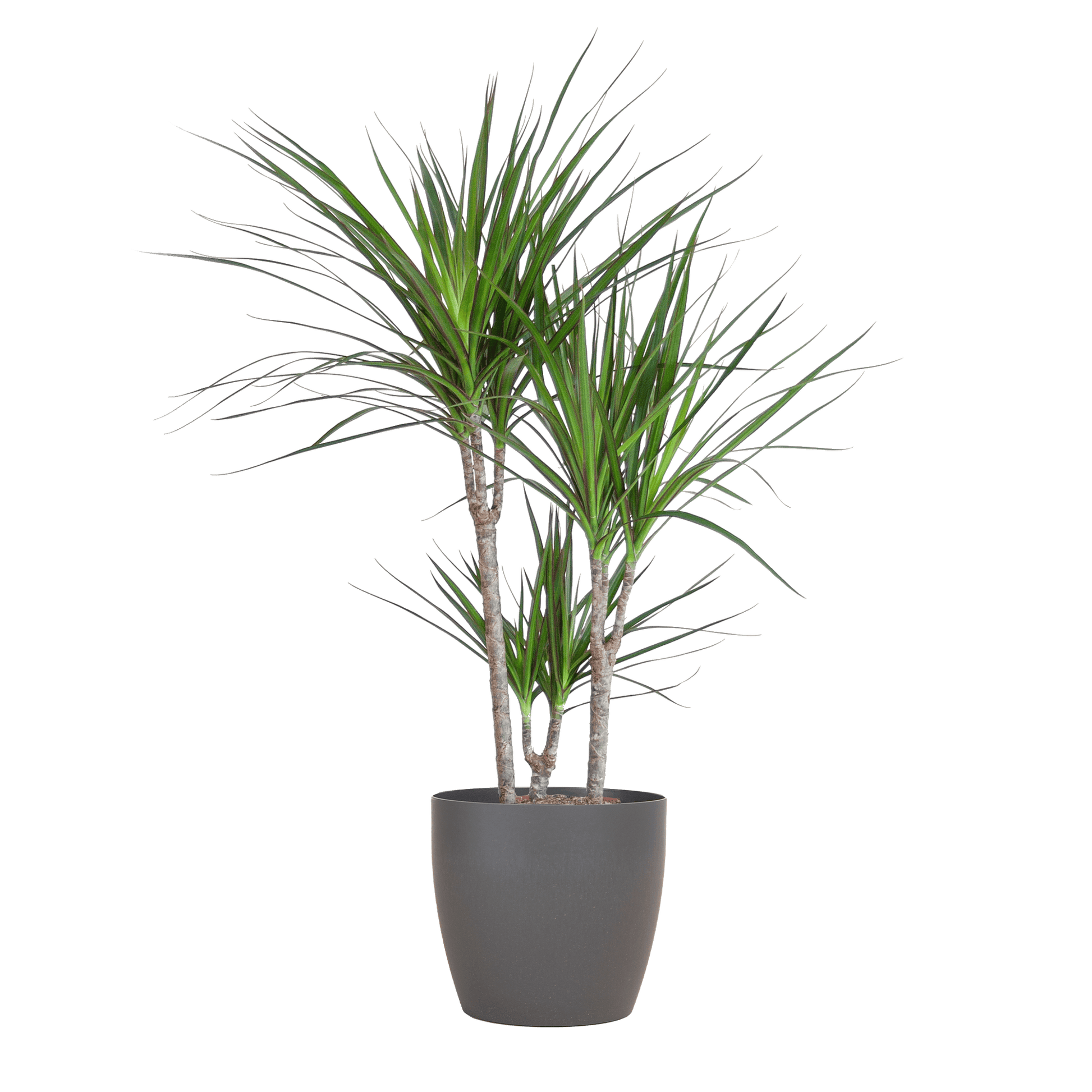 Dracaena Marginata mit Viber-Topf grau – 95 cm – Ø21 - Botanic-Vibes