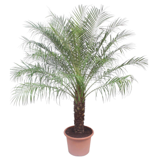Phoenix roebelinii – 200 cm – Ø40 - Botanic-Vibes