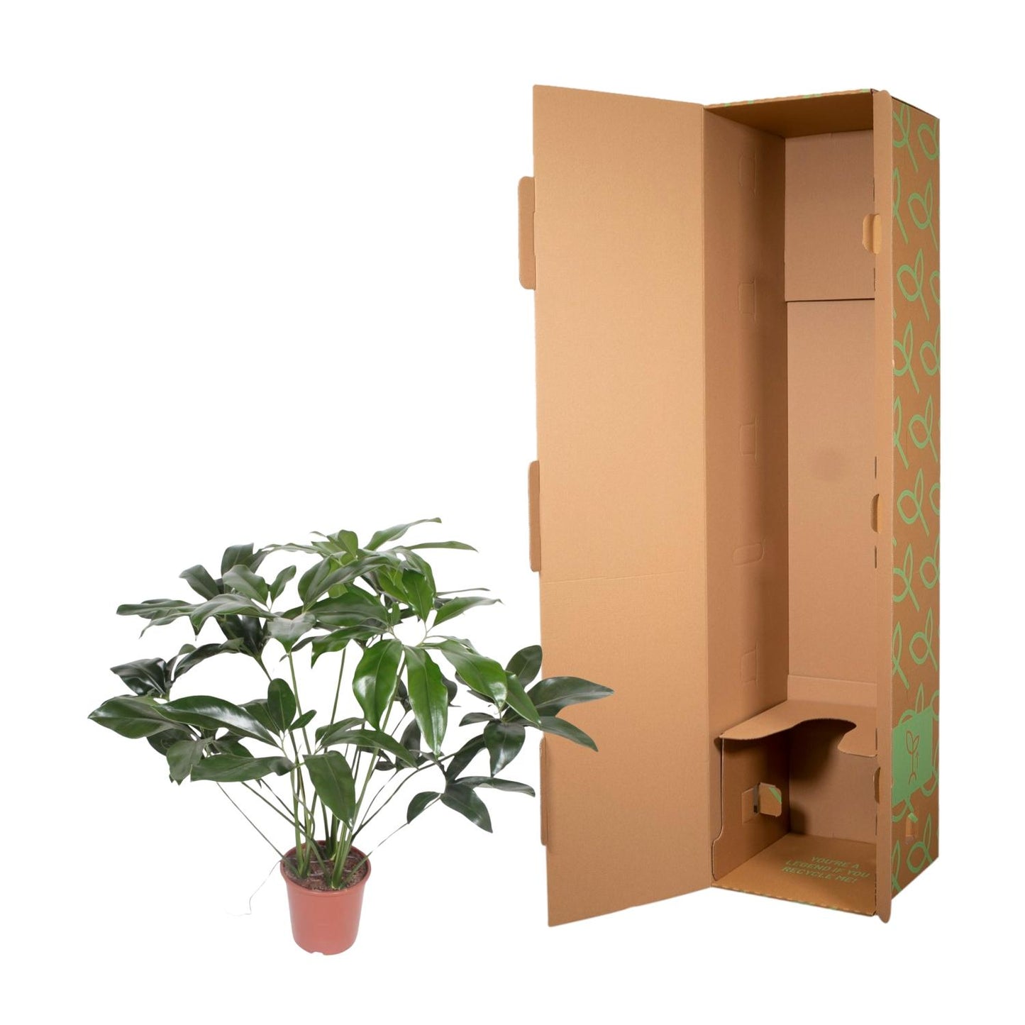 Philodendron Green Wonder – 120 cm – Ø24