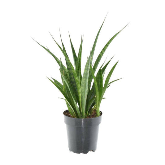 Sansevieria kirkii 'Friends' – 38 cm – Ø12 - Botanic-Vibes