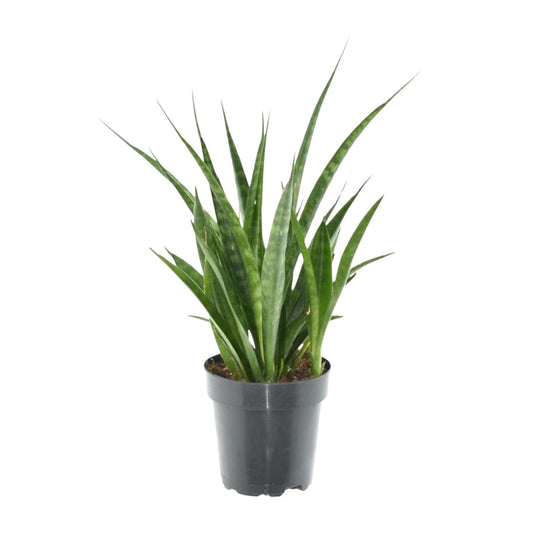 Sansevieria kirkii 'Friends' – 38 cm – Ø12