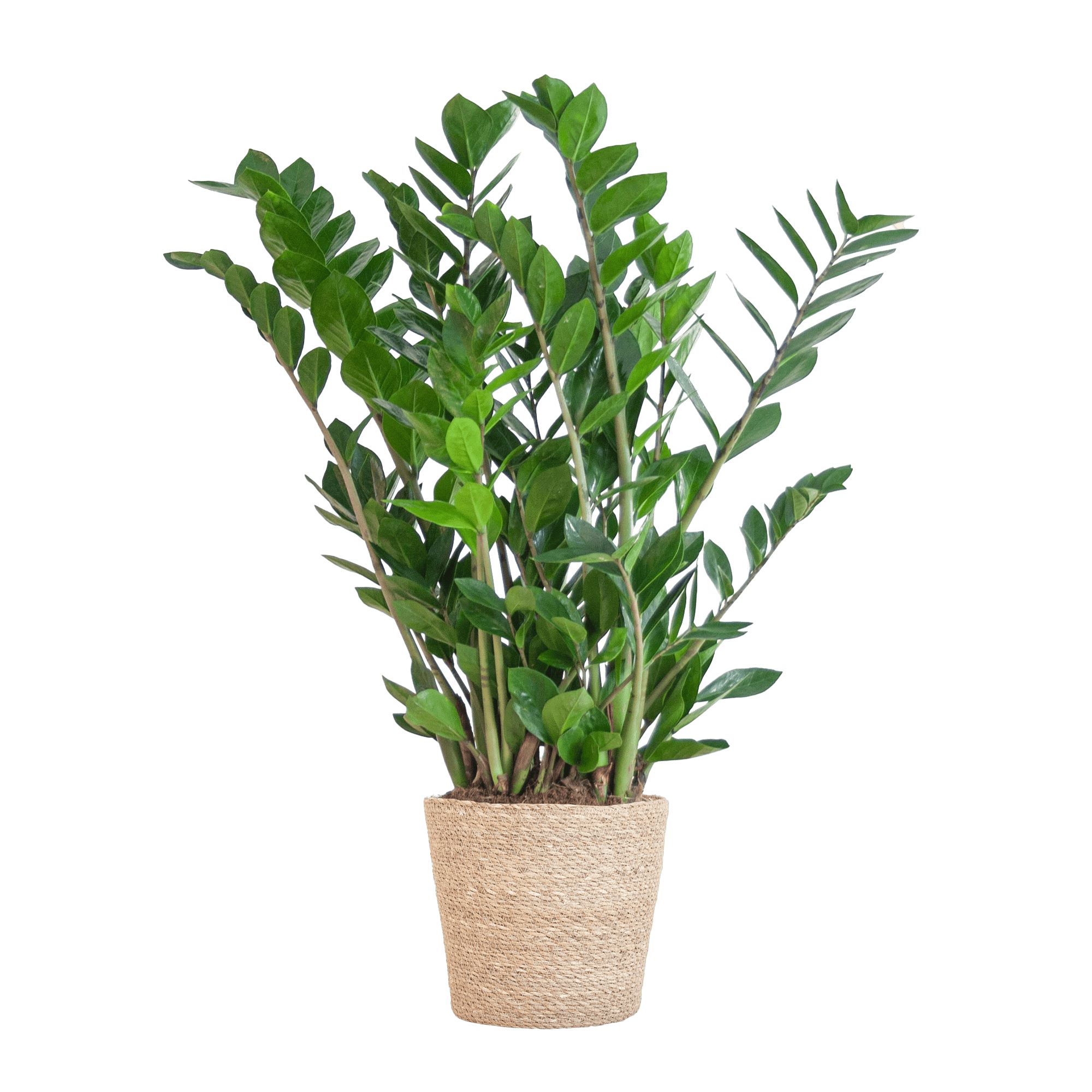 Zamioculcas Zamiifolia mit Sofia-Korb natur  - 80cm - Ø21 - Botanic-Vibes