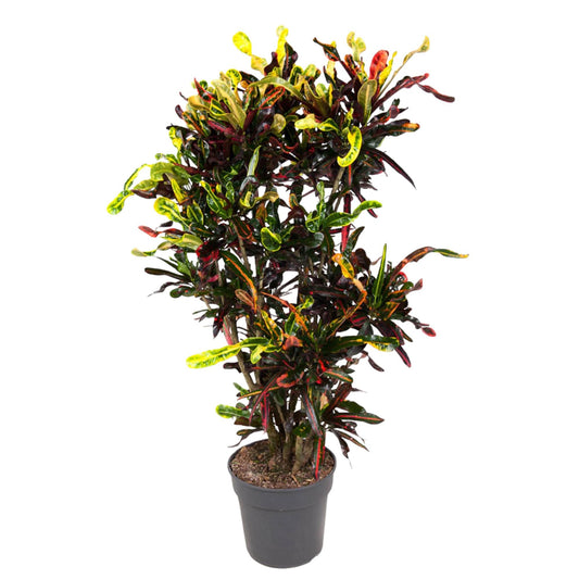 Codiaeum Mammi verzweigt – 120 cm – Ø31