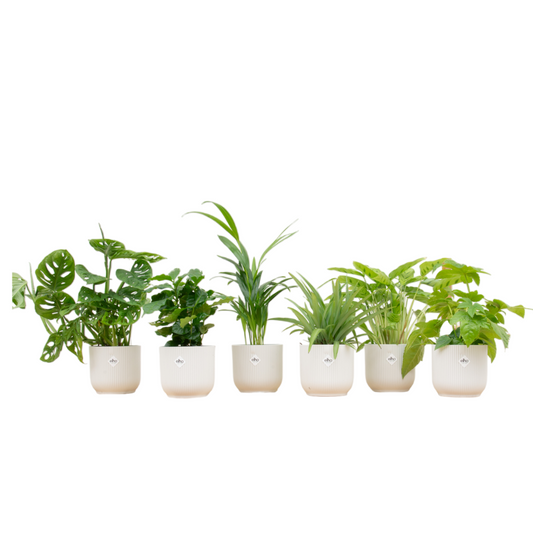 Überraschungsbox – 6 pflanzen inkl. elho vibes fold round Ø14 weiß