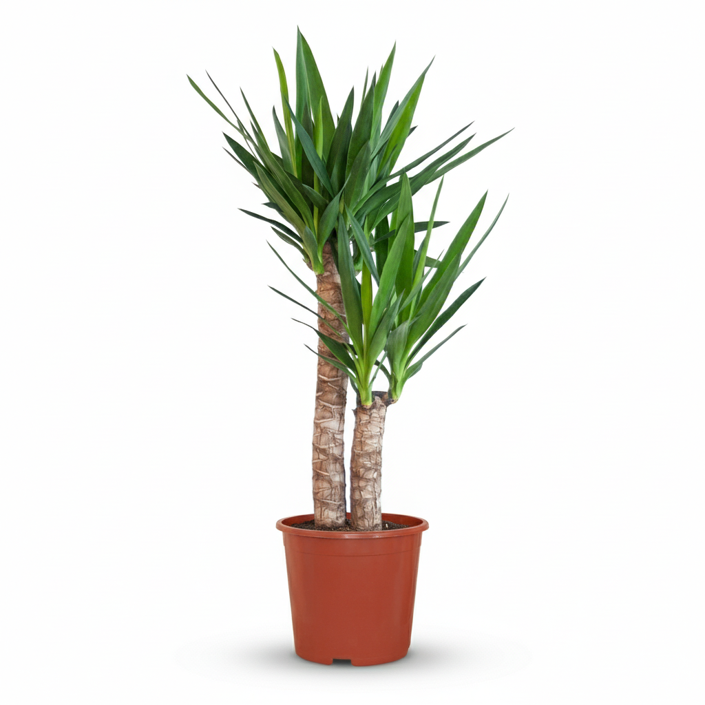 Yucca (Lis palmier), Yucca Elephantipes, grün, pflegeleicht, 1 Pflanze, Topf 21 cm, 80-90 cm