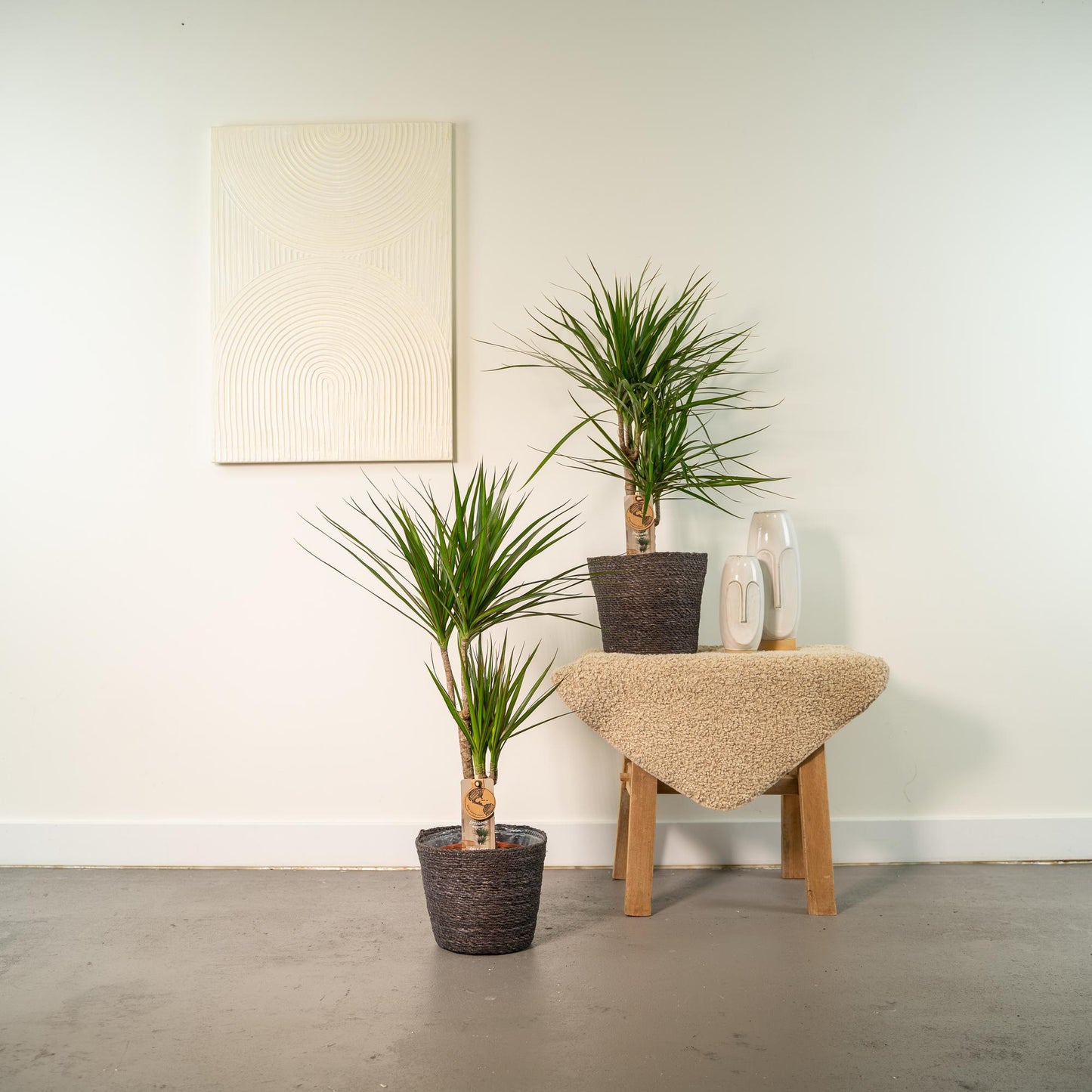 2× Dracaena – 90 cm – Ø17