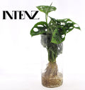 Monstera in Cylinder glas, Ø12 cm, 25 cm