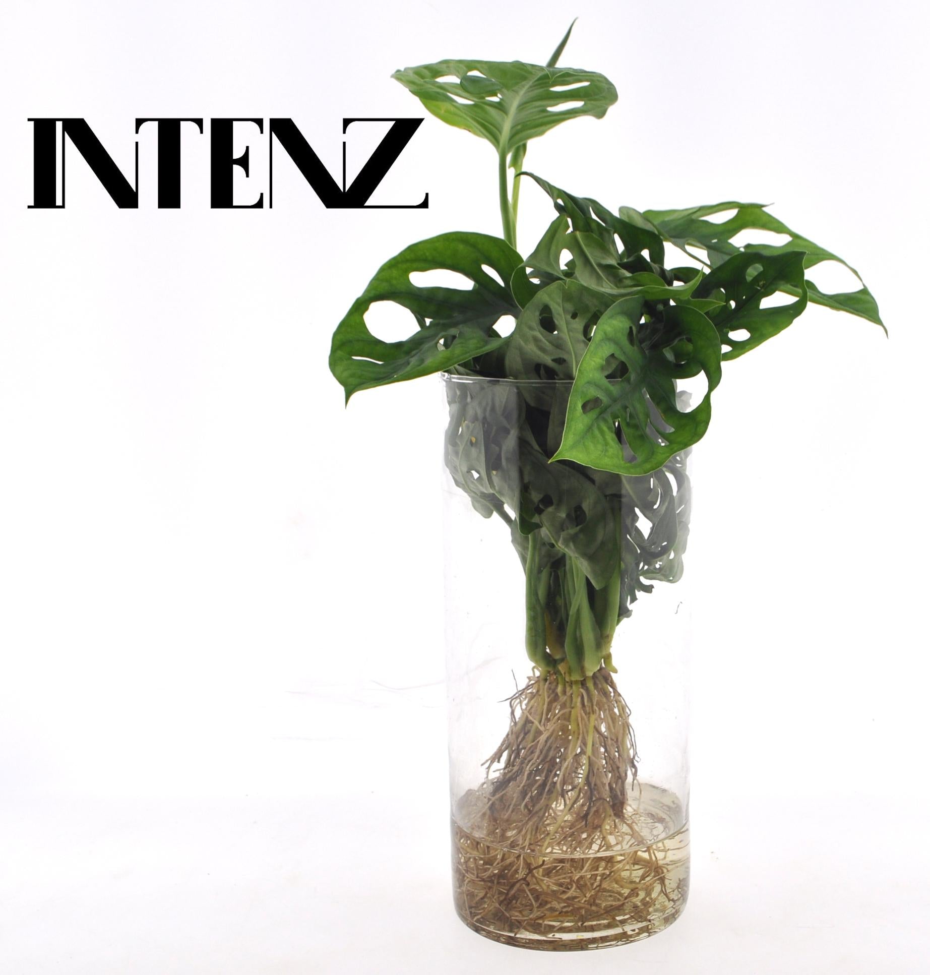 Monstera in Cylinder glas, Ø12 cm, 25 cm