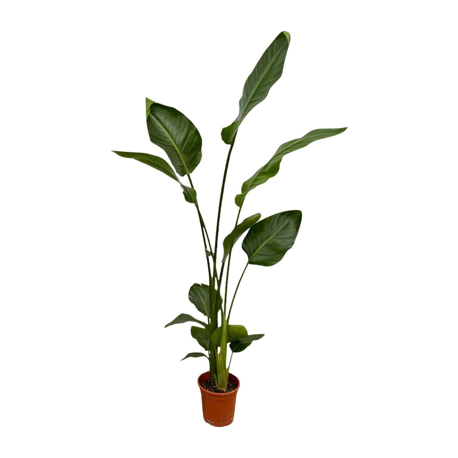 2x Strelitzia nicolai – 130 cm – Ø17 - Botanic-Vibes