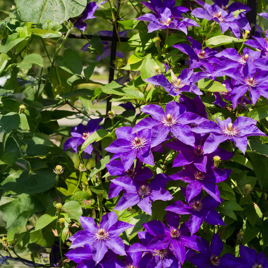Kletterpflanze, Clematis The President, Blüte Rosa, Wenig Pflege, 2 Pflanzen, Topf 11 cm 40 cm