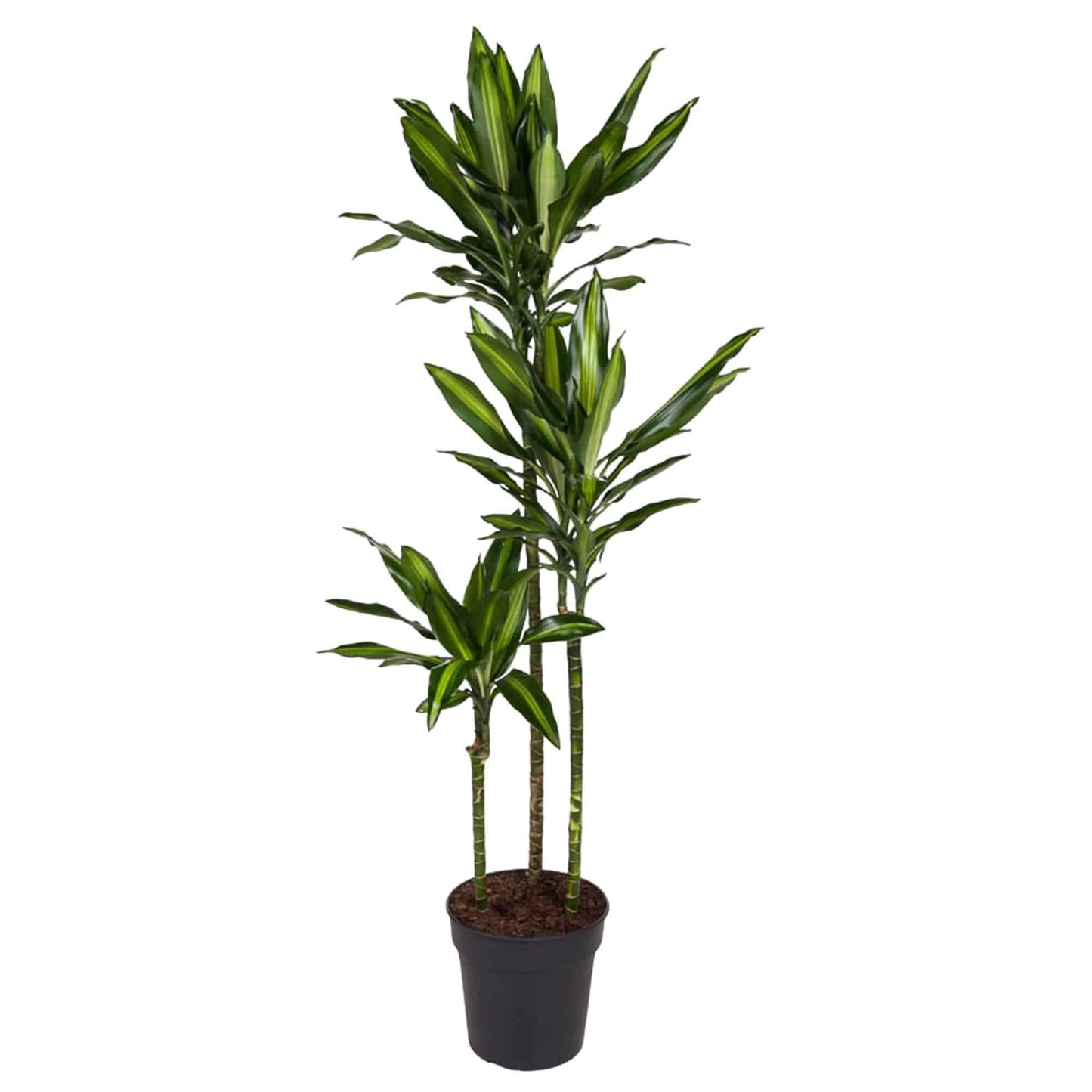 Dracaena cintho – 160 cm – ø24 - Botanic-Vibes