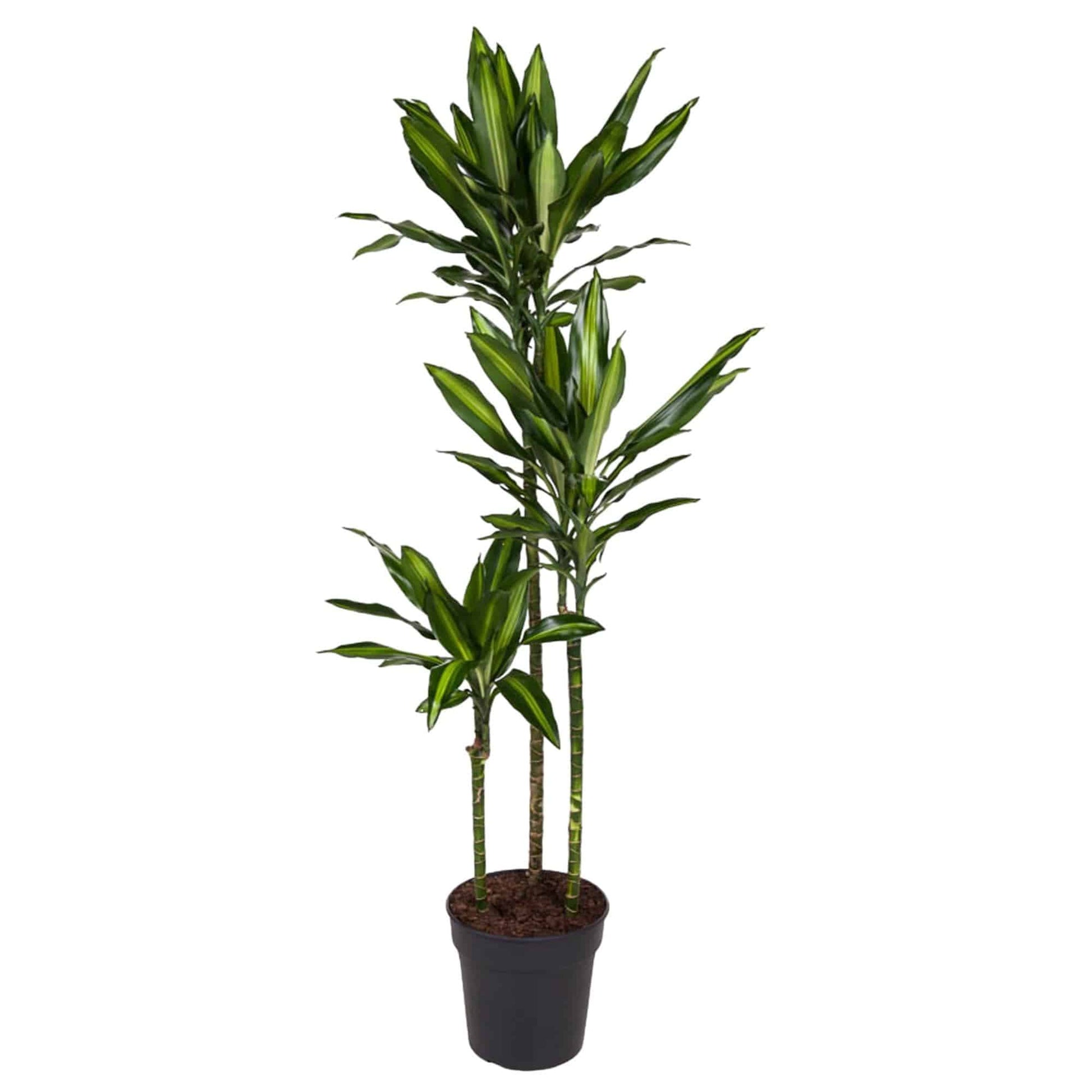 Dracaena cintho – 160 cm – ø24 - Botanic-Vibes