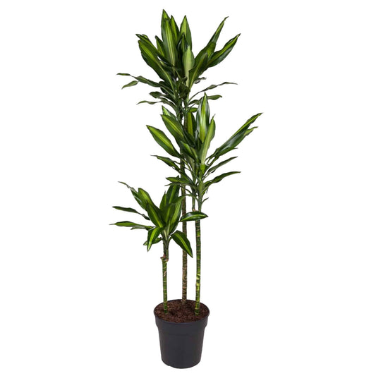 Dracaena cintho – 160 cm – ø24 - Botanic-Vibes