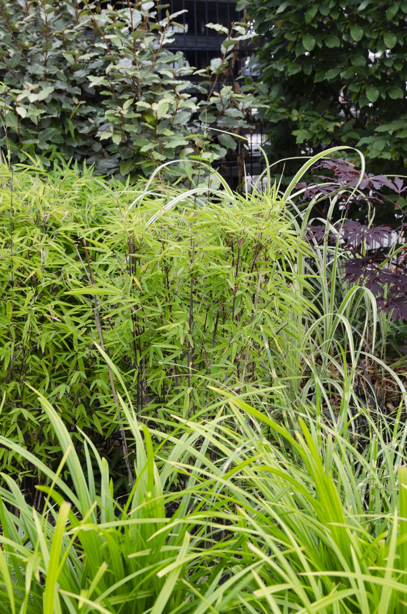 Carex morrowii Irish Grün, Ø19 cm, 40 cm, Ø14 cm, 30 cm