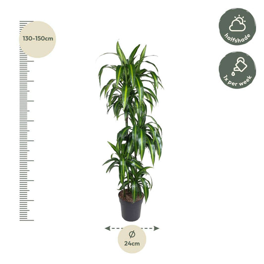 Dracaena hawaiiana – 180 cm – ø24 - Botanic-Vibes