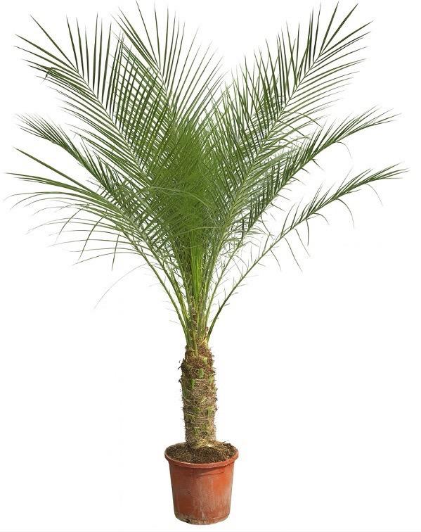 Phoenix Roebelenii auf Stiel, 190 cm, 200 cm