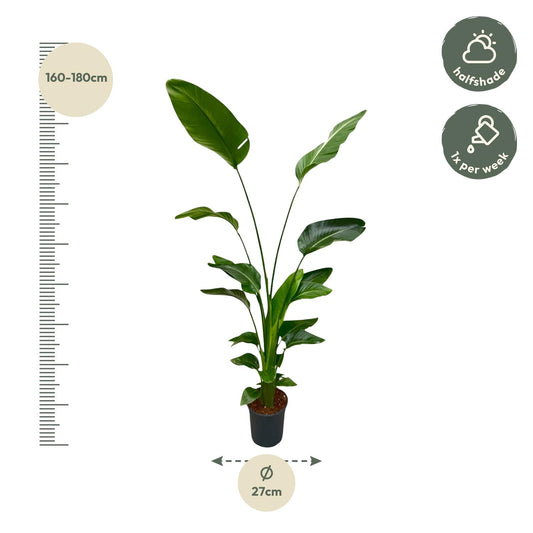 Strelitzia nicolai – 170 cm – Ø24
