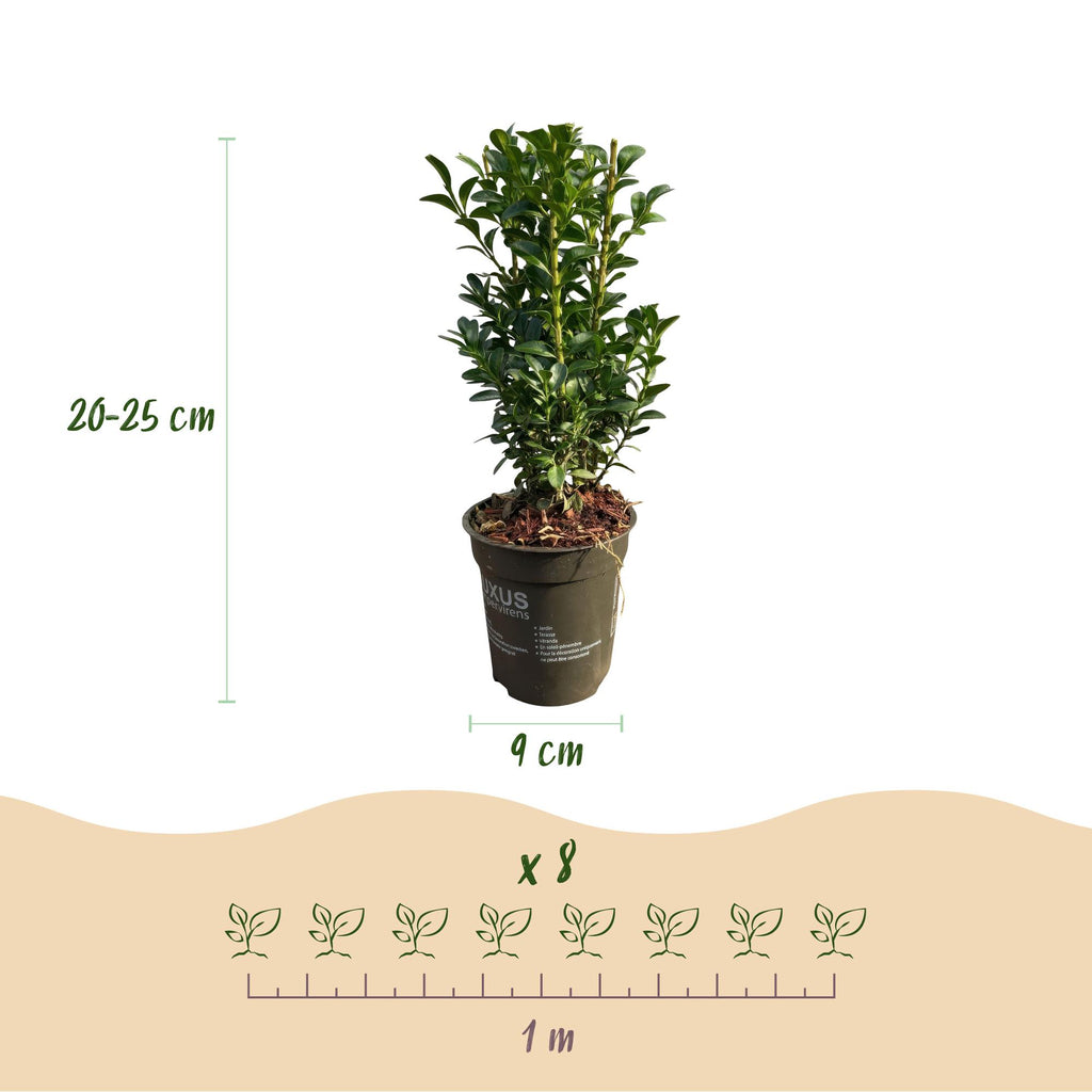Heckenpflanzen, Buxus sempervirens, Blatt grün, 8 Pflanzen, 1 laufender Meter, immergrün, Topf 9 cm 20-25 cm