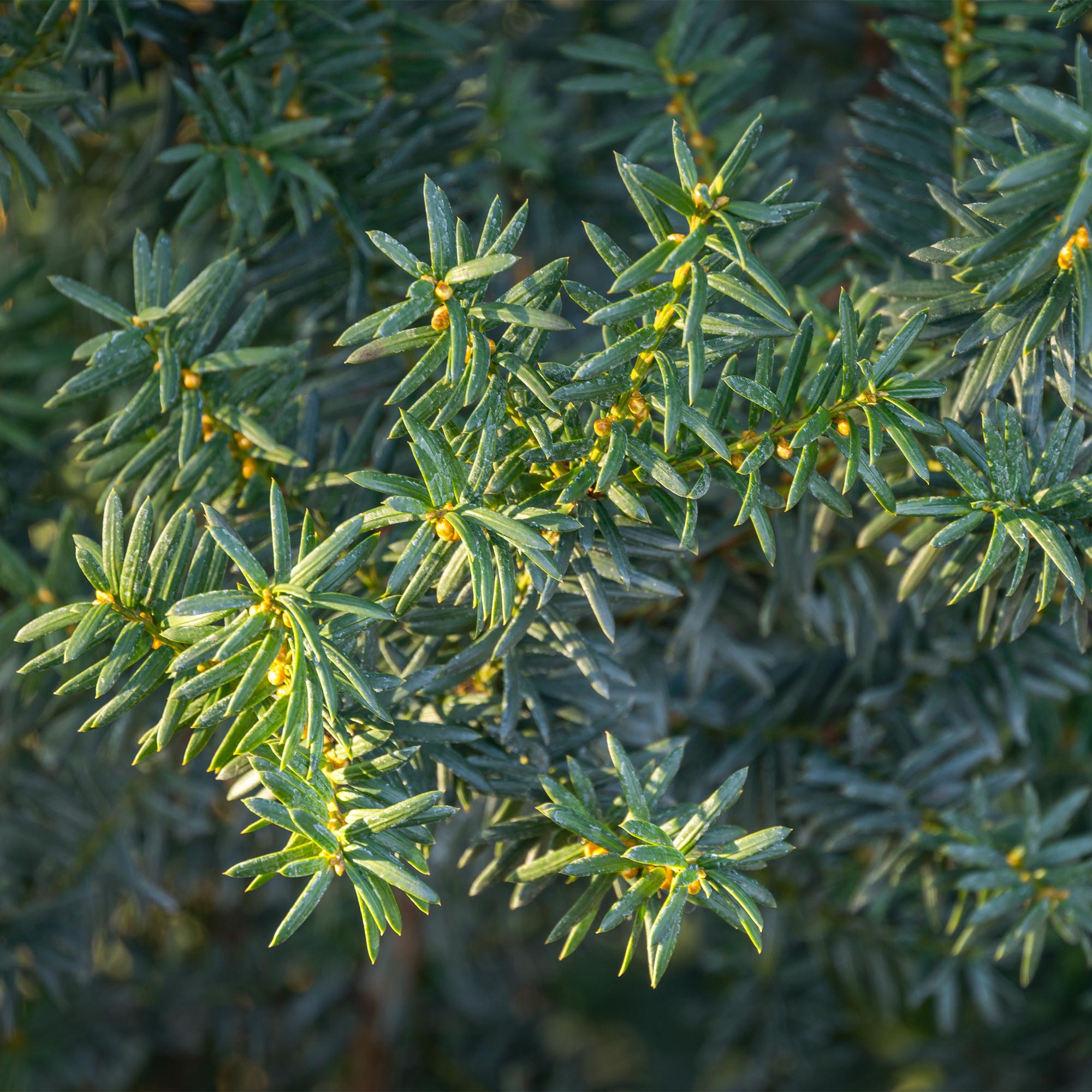 Heckenpflanzen, Taxus media Hilii, Blatt grün, 6 Pflanzen, 1 laufender Meter, immergrün, Topf 17 cm 60 cm