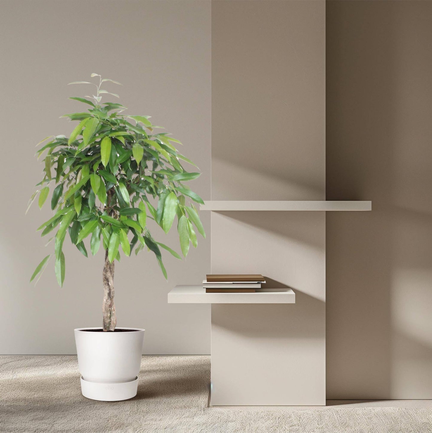 Ficus 'Amstel King' geflochtener Stamm – 140 cm – Ø30 - Botanic-Vibes