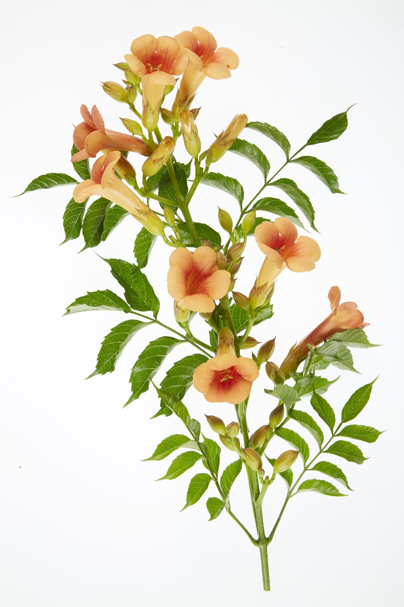 2x, Campsis 'Indian Summer', 65 cm, Ø15 cm