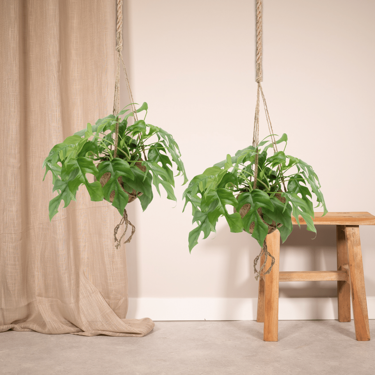 Kokodama Monstera Minima Hang (Lochpflanze), 2 Stücke, Ø15 cm, 25 cm