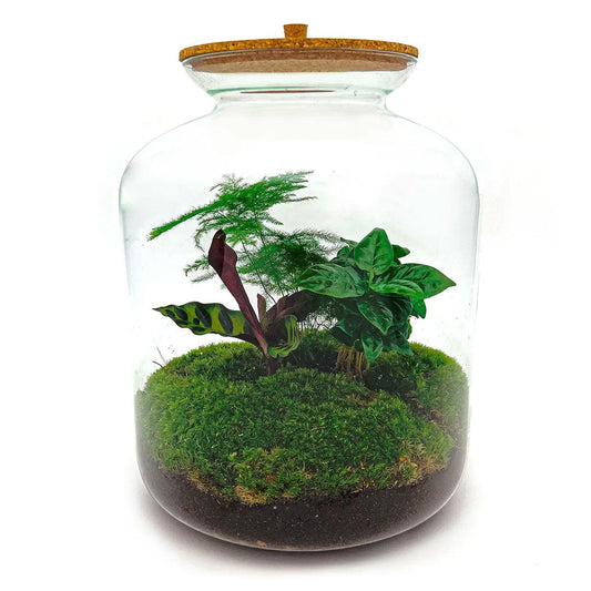 Flaschengarten – Lukas – 33 cm – Standardausführung