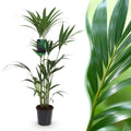 Green boutiQ, Zimmerpflanze, Howea Forsteriana, Kentia, Palme, Wenig Pflege, Grün, Topf 21cm, Höhe 120, 130cm