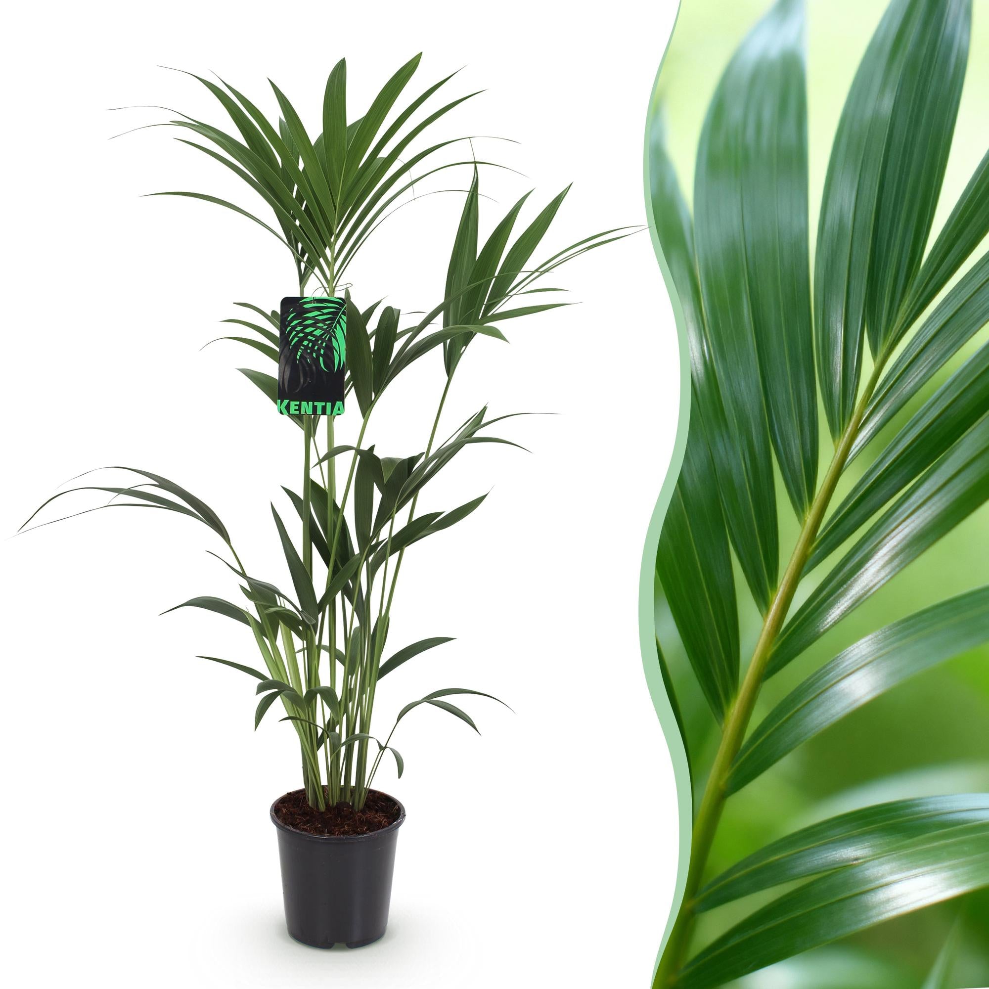 Green boutiQ, Zimmerpflanze, Howea Forsteriana, Kentia, Palme, Wenig Pflege, Grün, Topf 21cm, Höhe 120, 130cm