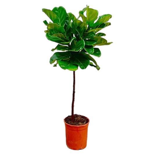 Ficus Lyrata Stamm – 130 cm – Ø24 - Botanic-Vibes