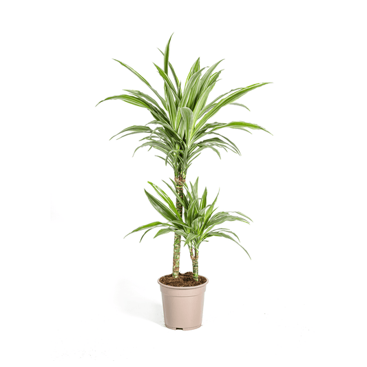 Dracaena Deremensis White Stripe Ø19cm - ↕70 - 90cm - Botanic-Vibes