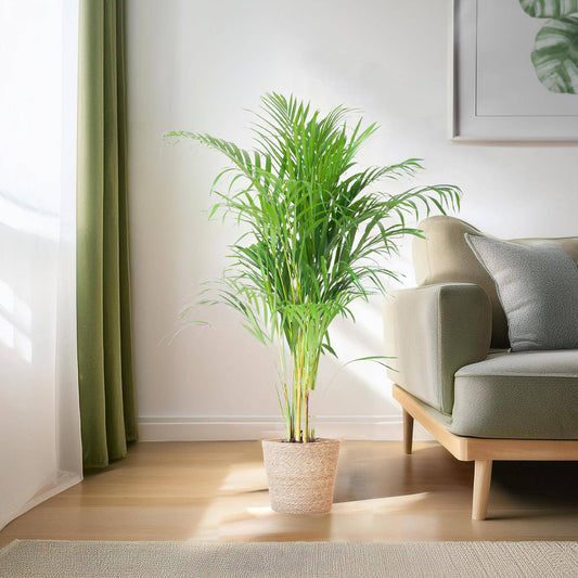 Areca Palm (Dypsis) mit Sofia-Korb natur - 100cm - Ø21 - Botanic-Vibes